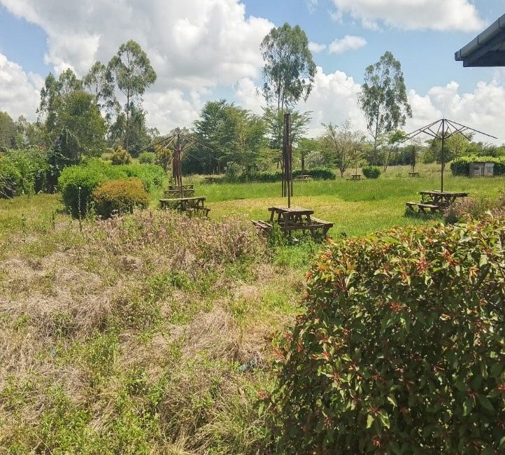 acacia3-2