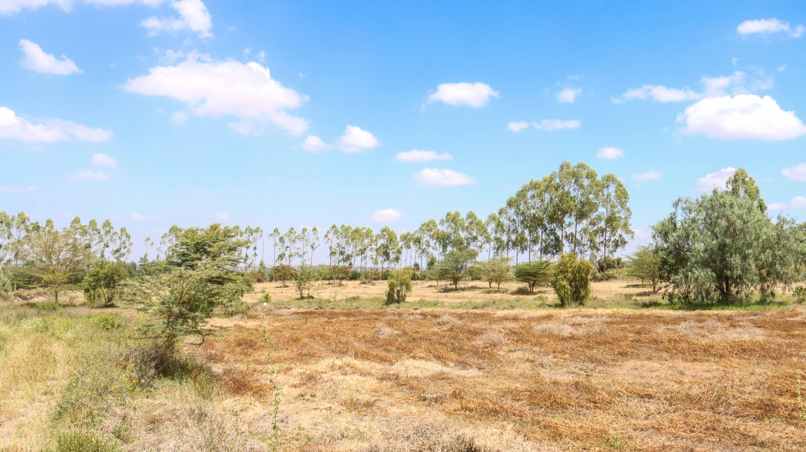 Acacia-III-2