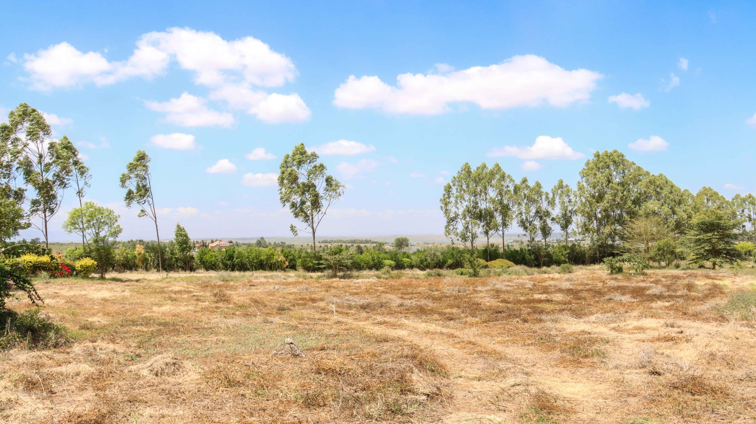 Acacia-III-4