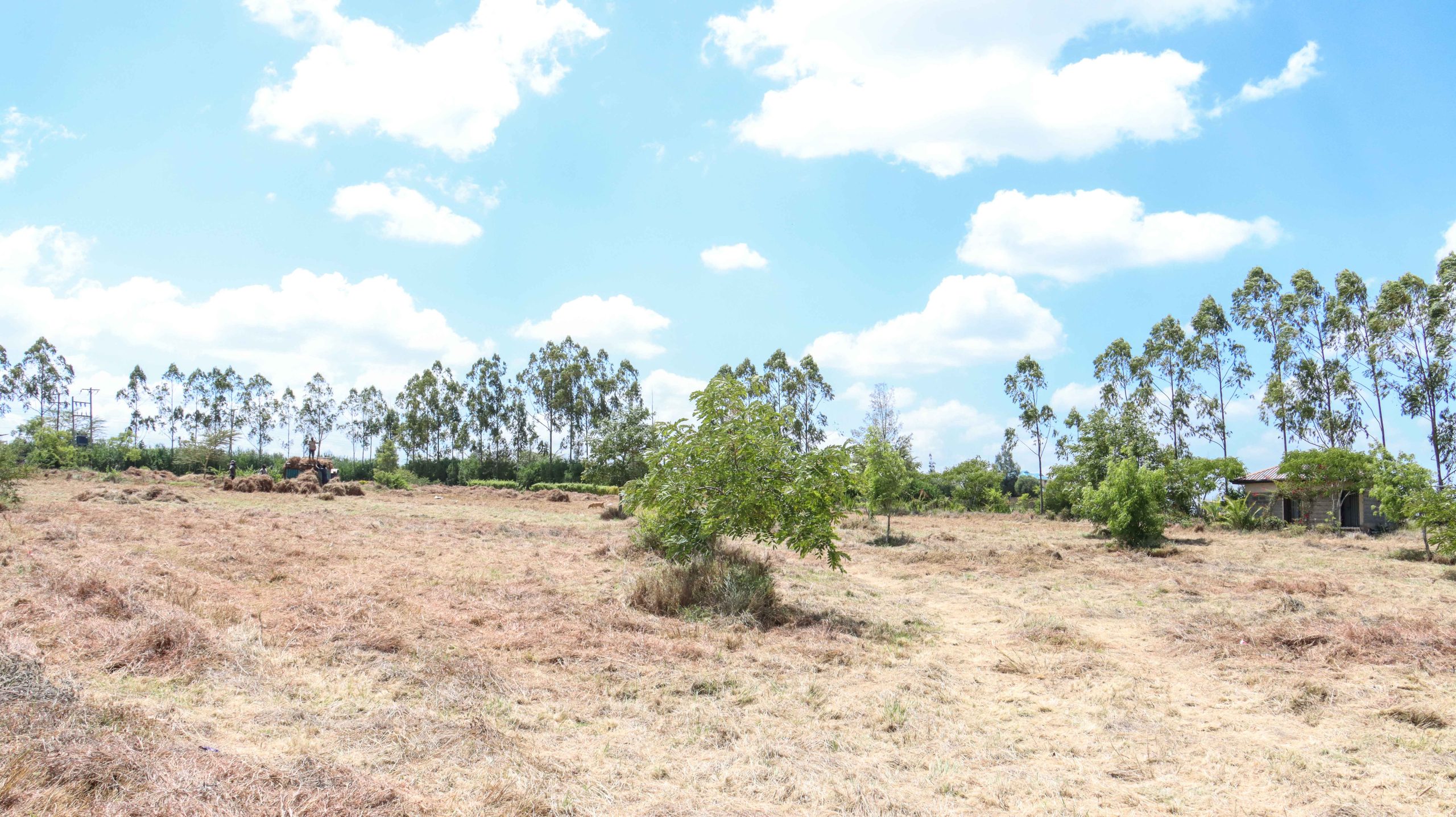 Acacia-III-5