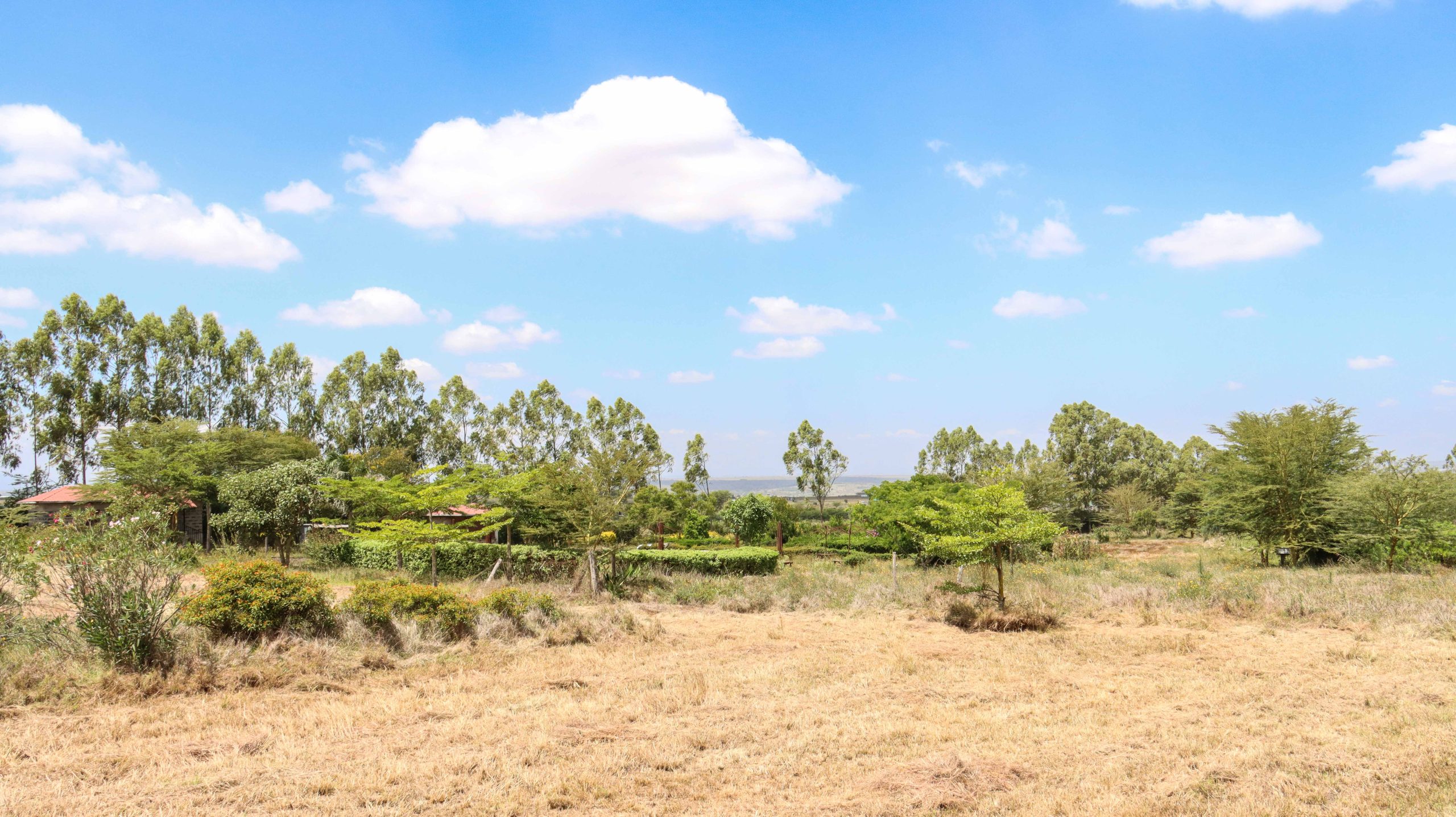 Acacia-III-7
