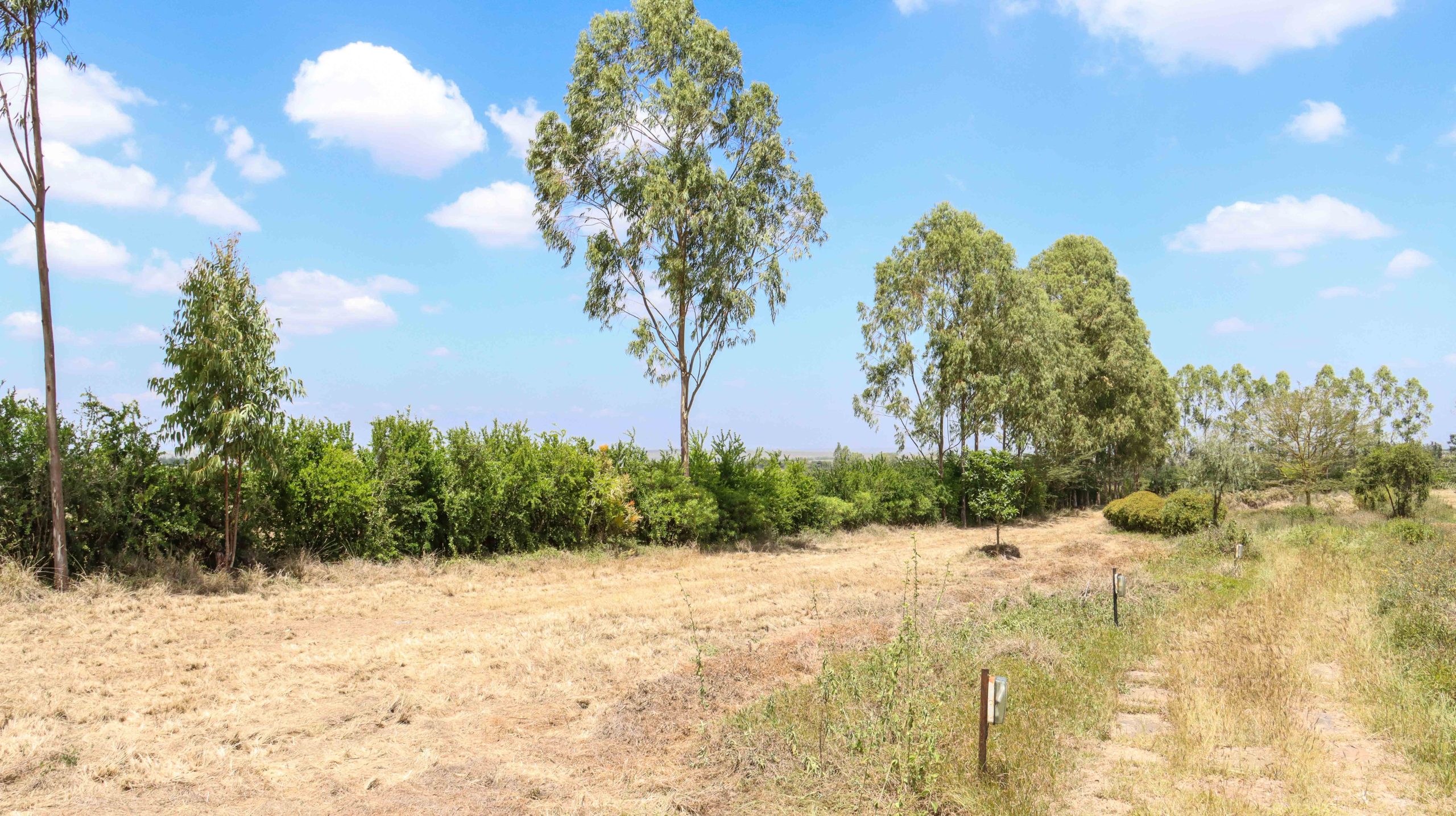 Acacia-III